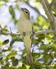 Warbling Vireo